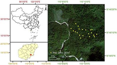 Soil nematode community assembly in a primary tropical lowland rainforest